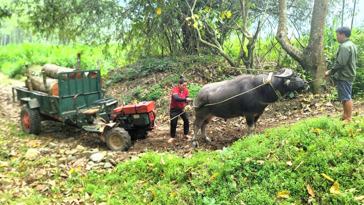 Young couple together transport large logs using buffalo and tractor to sell - Flower planting