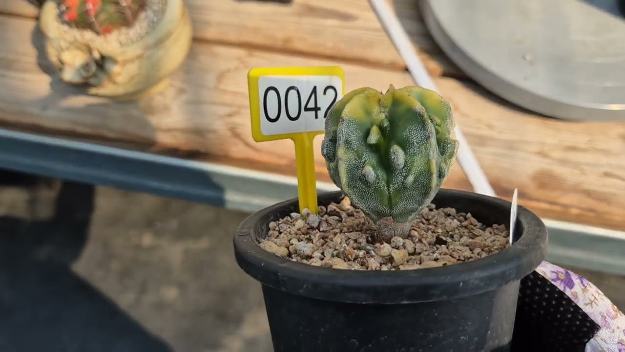 🌈🔥🍒３월 20일(금요일) 두번째 영상 #선인장 #아프리카식물 #월궁전 #수전옥금 #장성환 #코너 #즐극환 #시월다육선인장 ❤️🌵💕