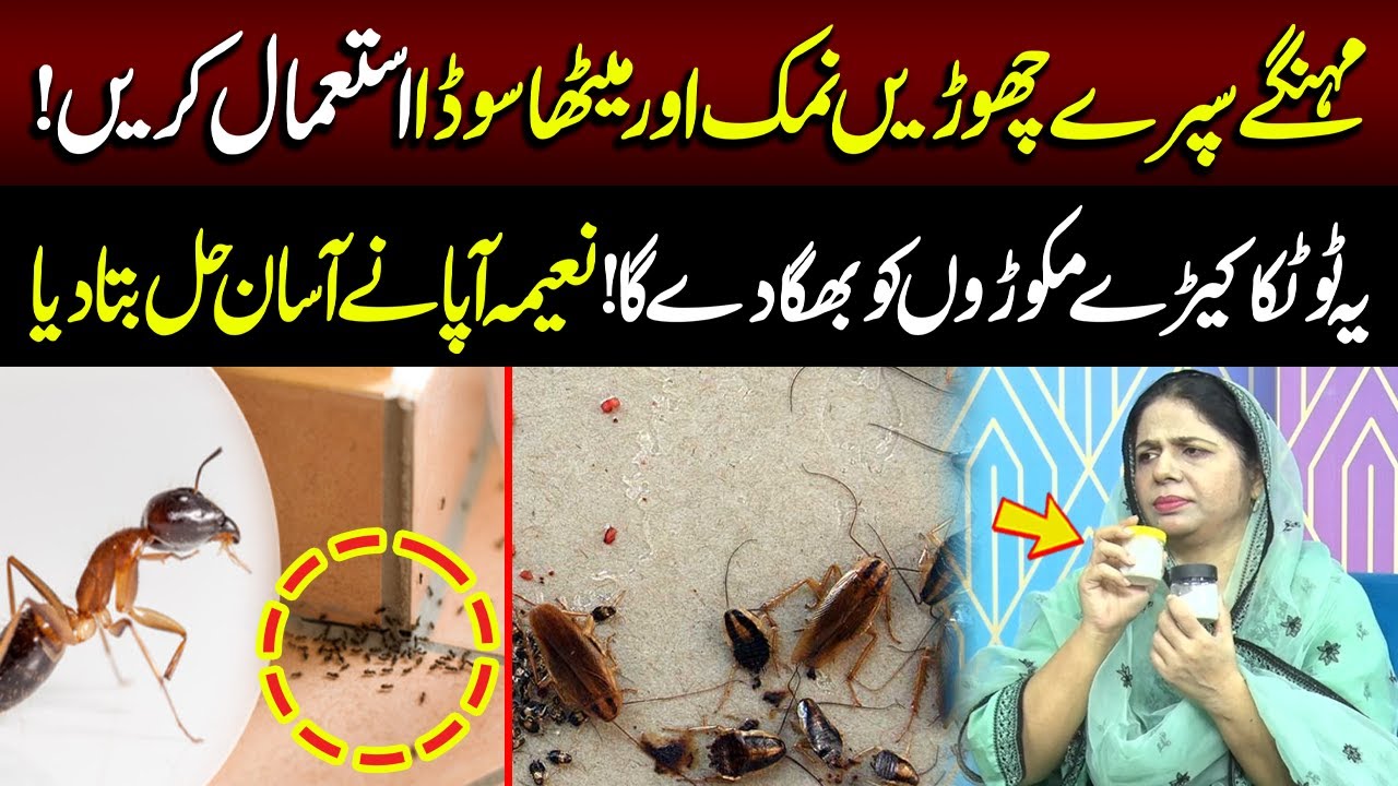 How to get rid of insects? | Good Morning Lahore | 17 July 2025 | Lahore Rang