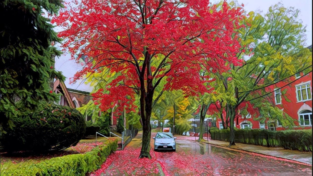 Brookline is an Autumn Paradise | Cinematic relaxing walk in Brookline, Massachusetts | Boston | 4K