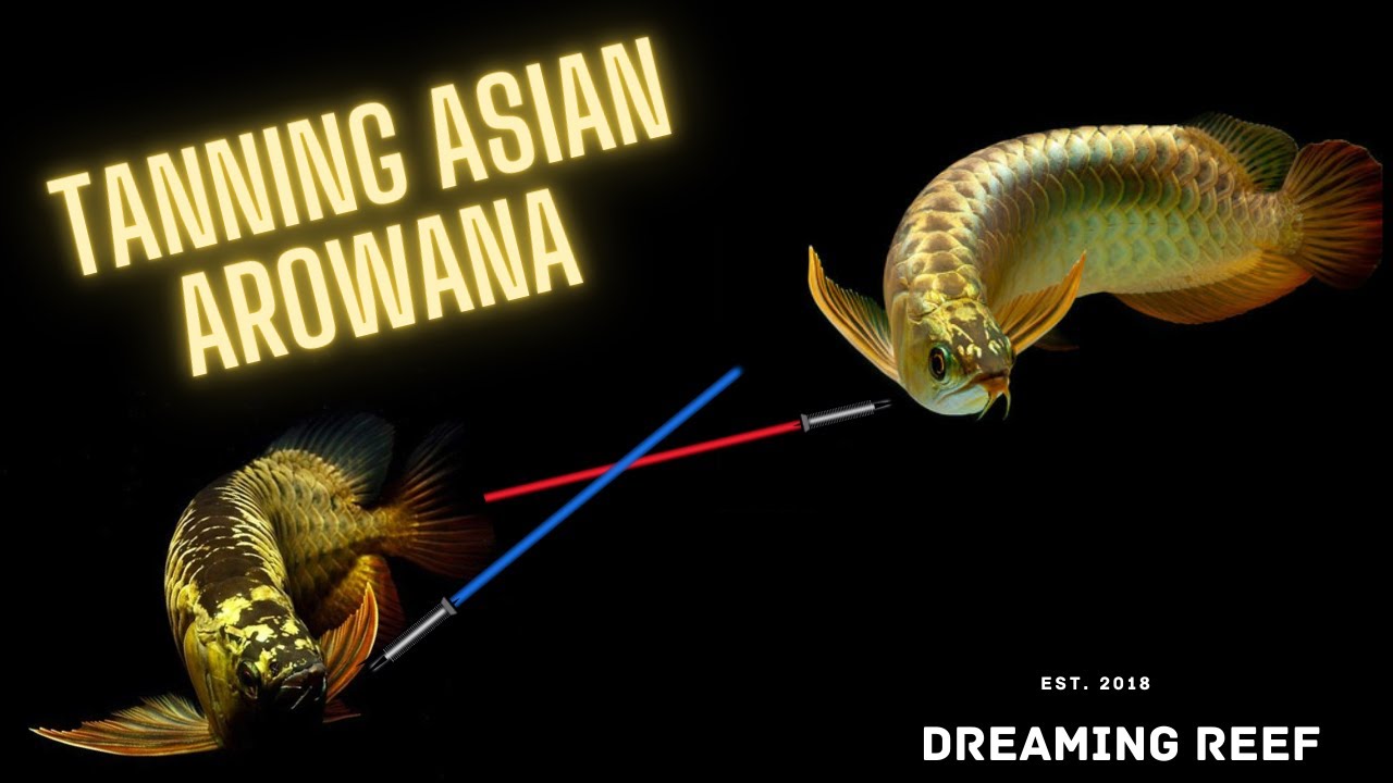 Tanning my Blue Base Crossback Asian Arowana