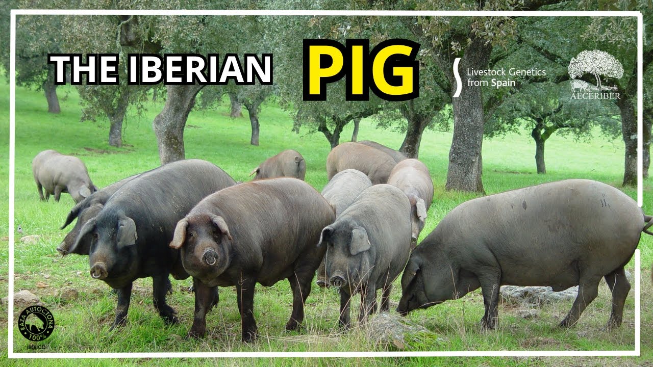The Iberian Pig - Livestock Genetics from Spain
