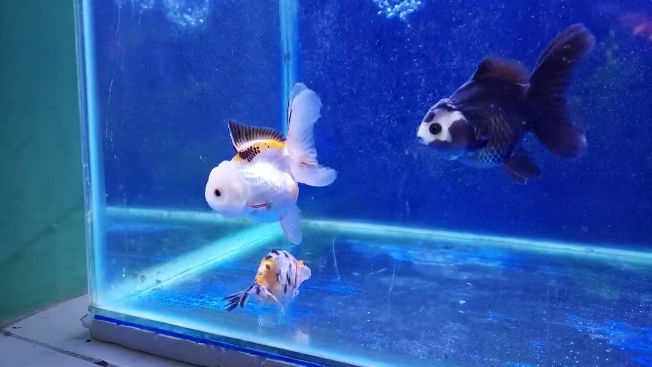 CARA MENGURAS AQUARIUM KOKI , WATTER CHANGE , AGAR IKAN SEHAT DAN TDK MUDAH STRES