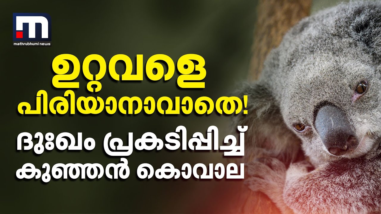 ഉറ്റവളെ പിരിയാനാവാതെ! കെട്ടിപ്പിടിച്ച് ദുഃഖം പ്രകടിപ്പിച്ച് കുഞ്ഞൻ കൊവാല, വൈറൽ ദൃശ്യങ്ങൾ