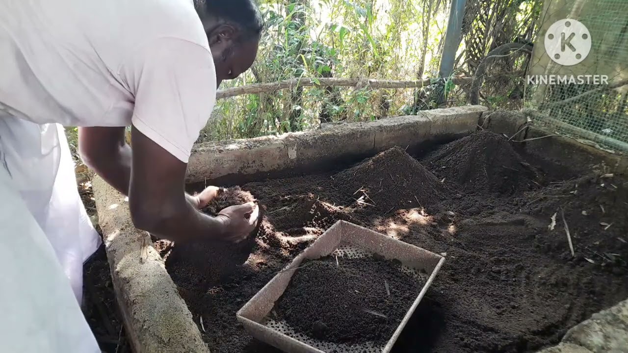 மண்புழு உரம் தயாரிக்கும் முறை  l vermicompost l organic farming
