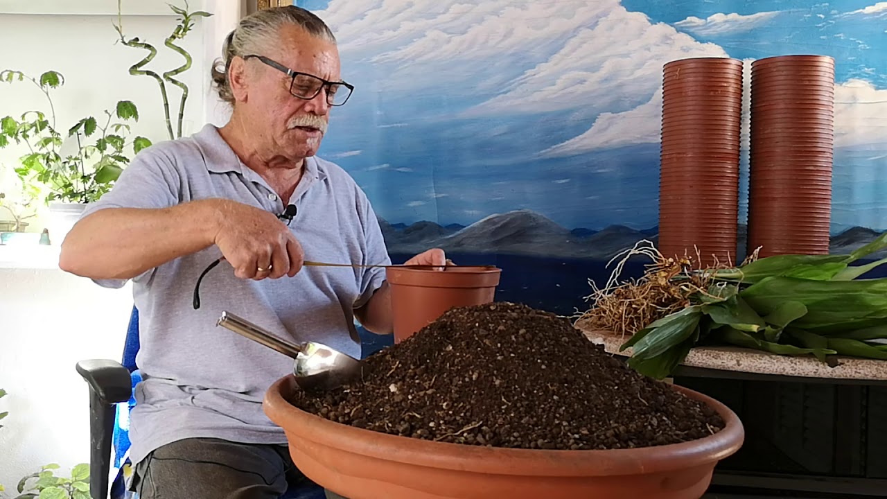 Como Plantar las pilistras la planta de hierro 3r parte