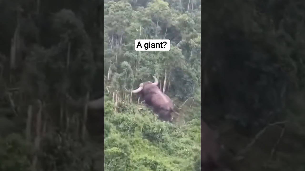 giant Buffalo #ai #shorts  #animals