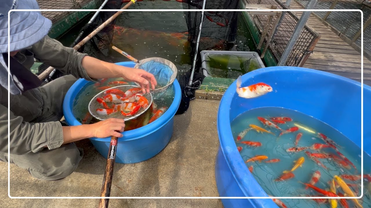 当歳錦鯉の仕分けのプロセス#立て下#koi #アクアリウム #koifish