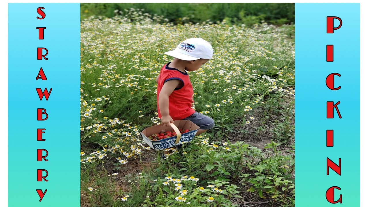Strawberry Picking