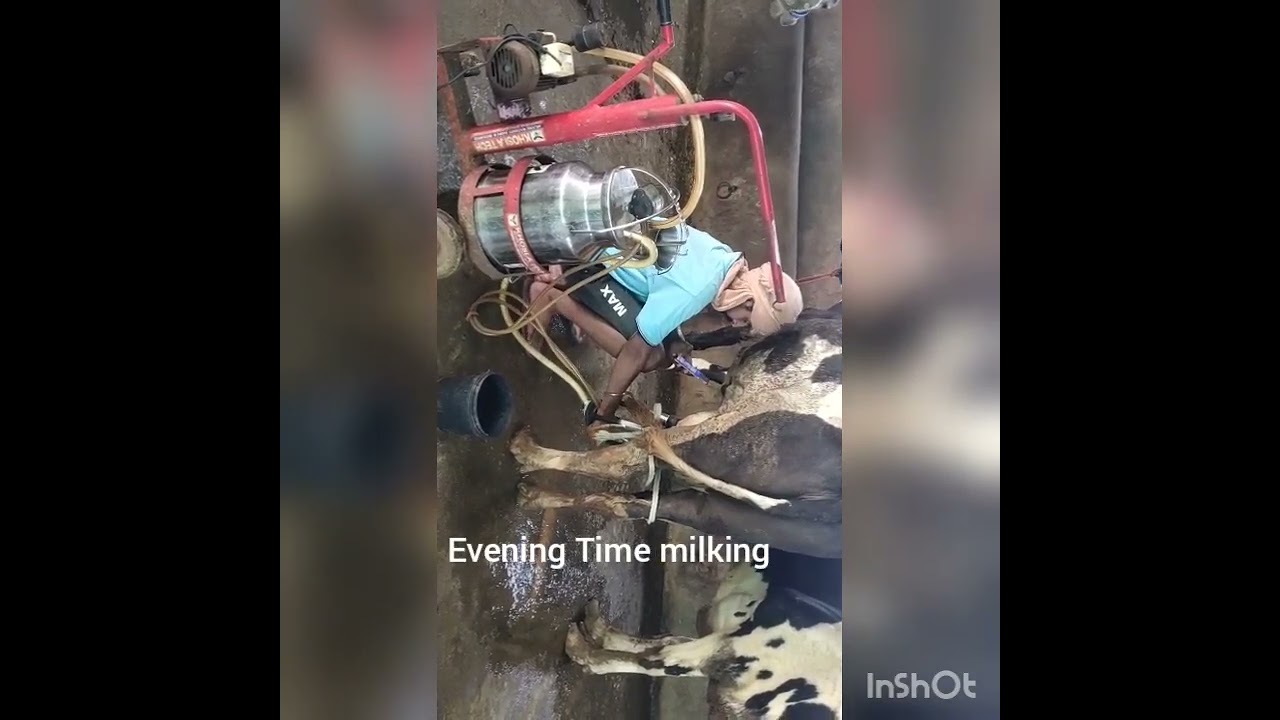 Evening Time cow milking / Village Life /Hard Work /Desi Vlog