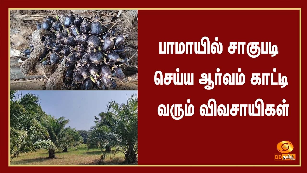 பாமாயில் சாகுபடி செய்ய ஆர்வம் காட்டி வரும் விவசாயிகள் - இதுகுறித்த ஒரு பார்வை