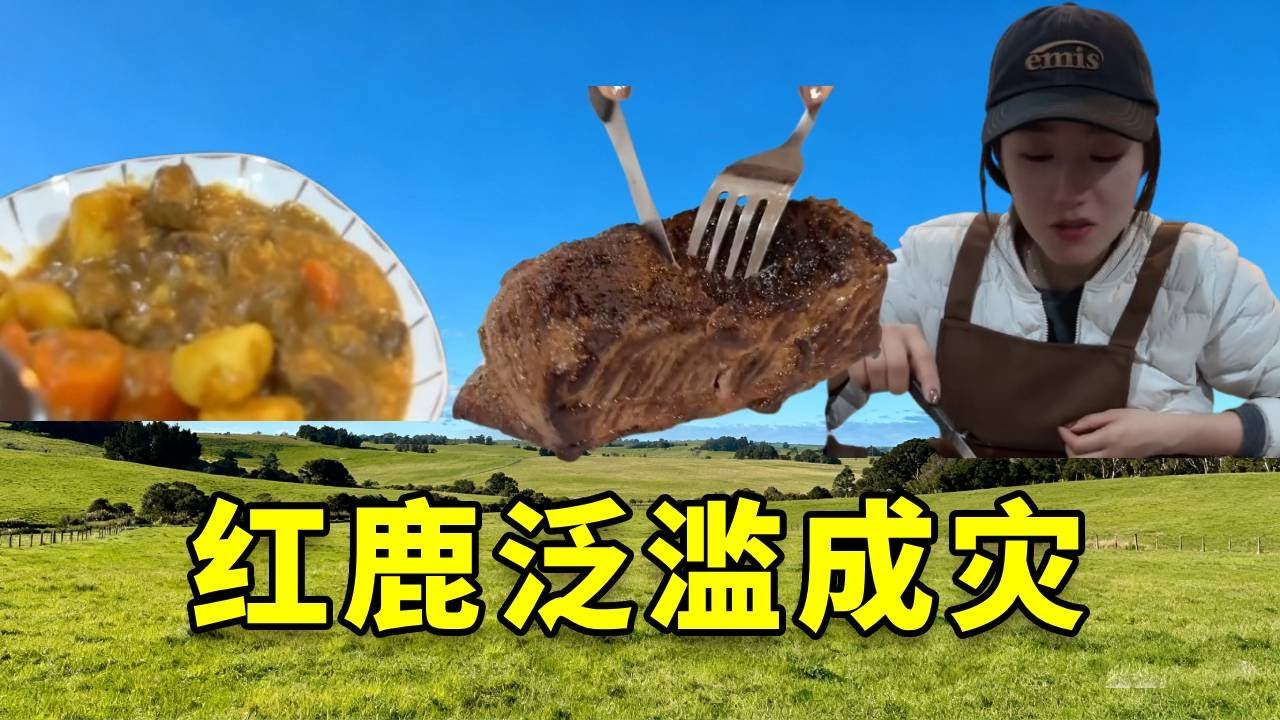 热心网友发现新西兰红鹿泛滥成灾，帅小伙带女友火速前往一谈究竟，并品尝顶级食材！#大豪夫妇 #新西兰 #泛滥成灾