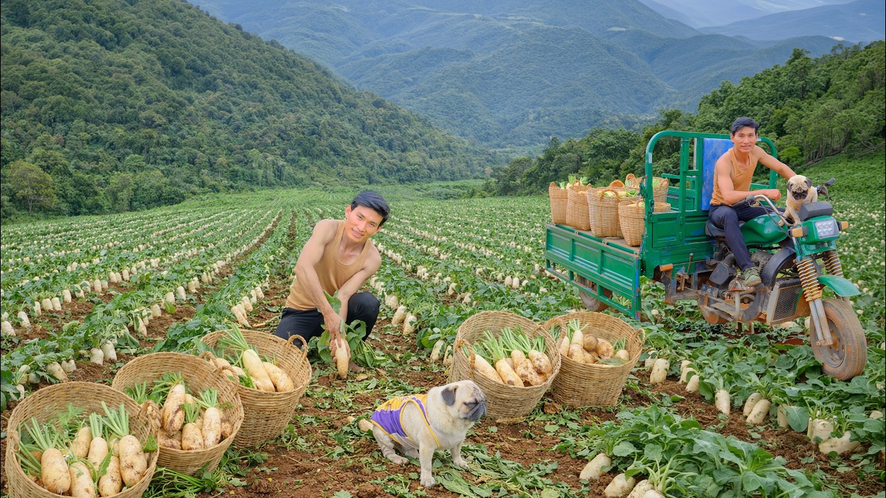 Harvest A Truckload Of White Radish Go To The Market To Sell & Cook With Them - Raise Animals