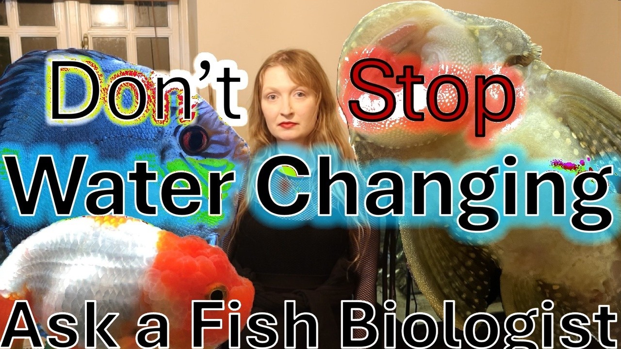 You Need to Water Change Your Aquariums, a fish biologists opinion #aquarium
