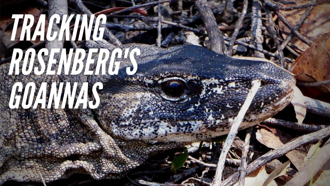 Tracking Rosenberg's Goannas | Wildlife Drones