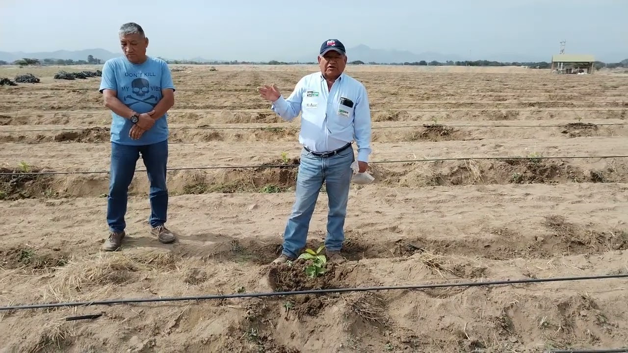 TECHNO CONSULT SRL:DESARROLLA Y FOMENTA EL CULTIVO DE MARACUYA EN LAMBAYEQUE PERU ( I )