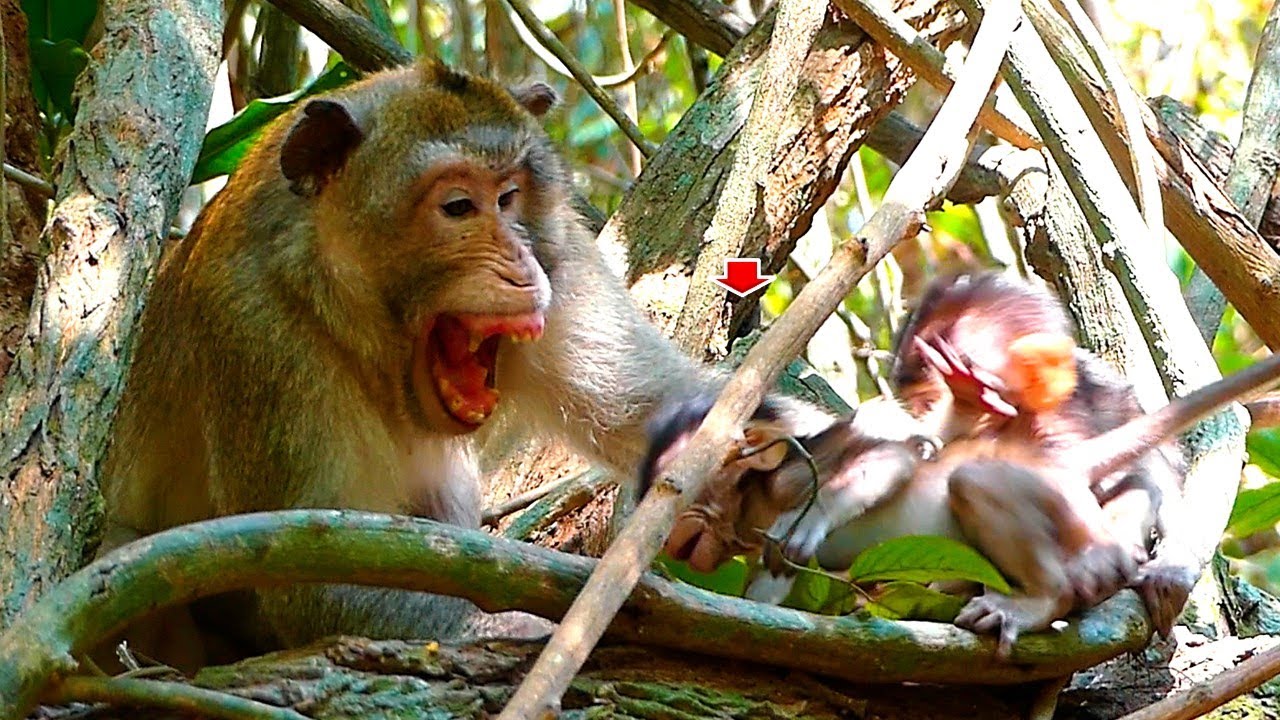 Unexpected things...! Why Dad? Really love children unequally |  Real Angkor Monkey