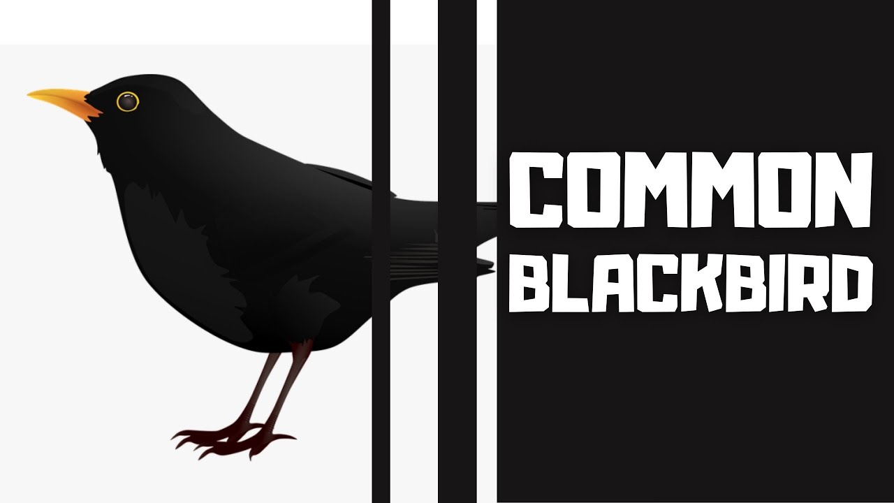 Kos Černý I Common Blackbird