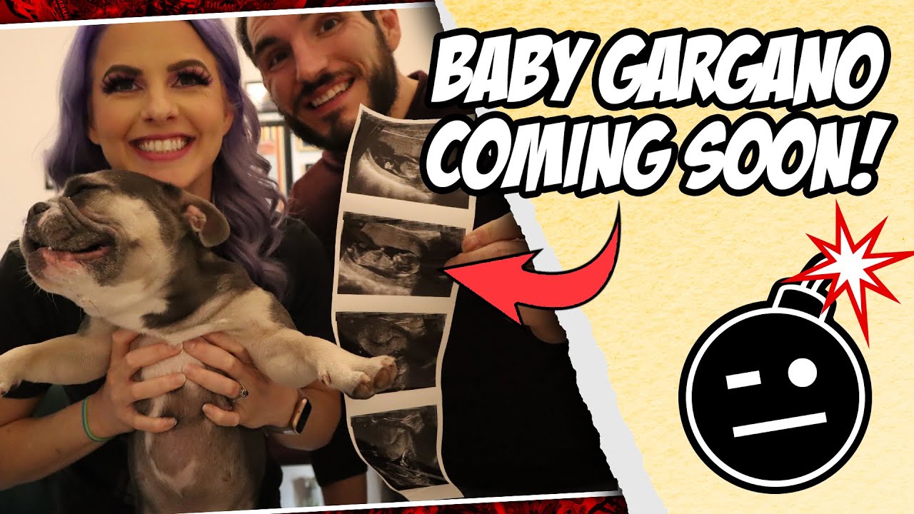 FIRST VLOG! BABY GARGANO COMING SOON!