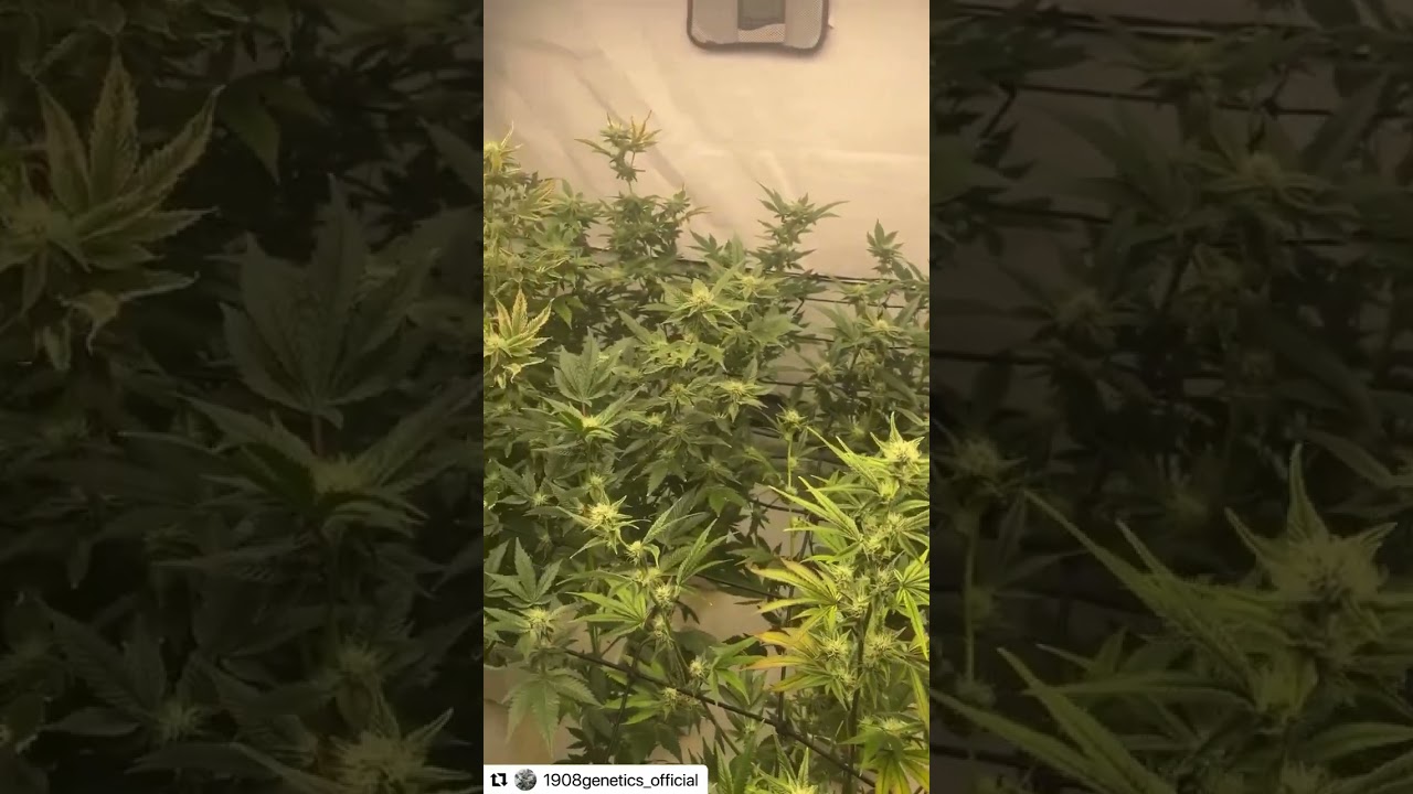 Grown Under SunPlix G7 1000W LED Grow Light.