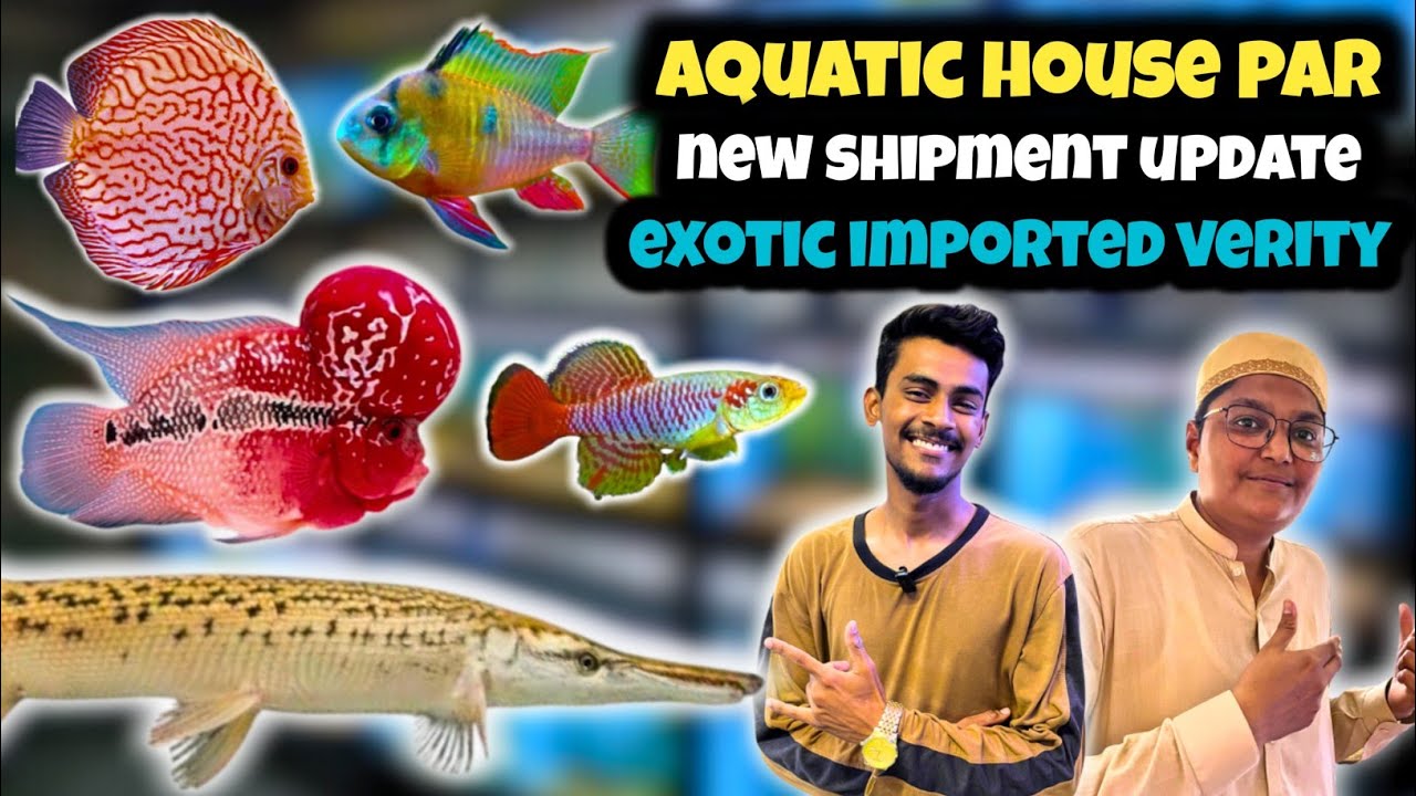 New Exotic Fish Shipment at Aquatic House | Rare Imported Fish Update!