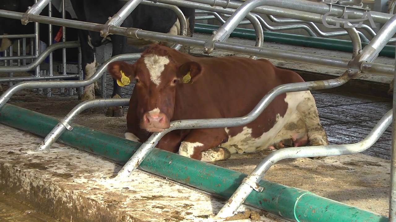 GEA Totaal concept stalinrichting en mesttechniek - MCN Drachten