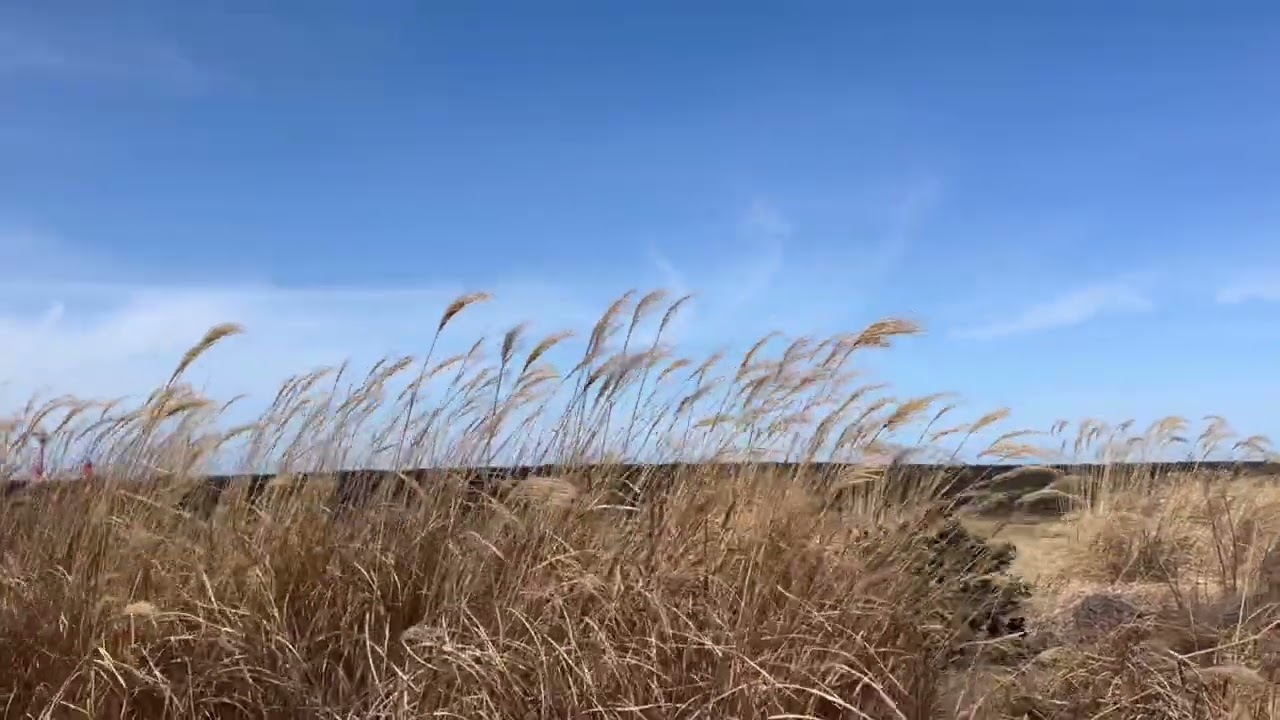 서시, 윤동주 봄을 맞이하는 길목에서..