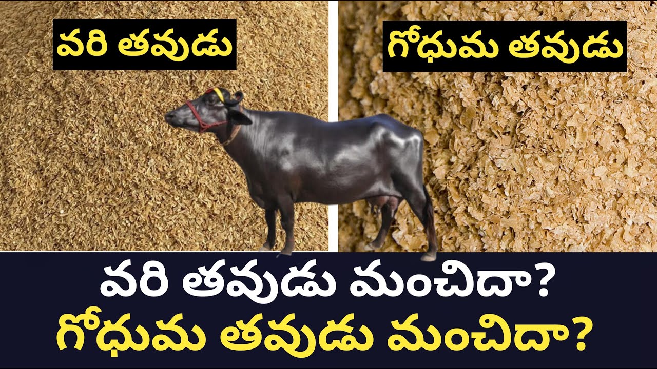 పాడి పశువులకు వరి తవుడు మంచిదా? గోధుమ తౌడు మంచిదా?  is rice bran best or wheat bran best for dairy
