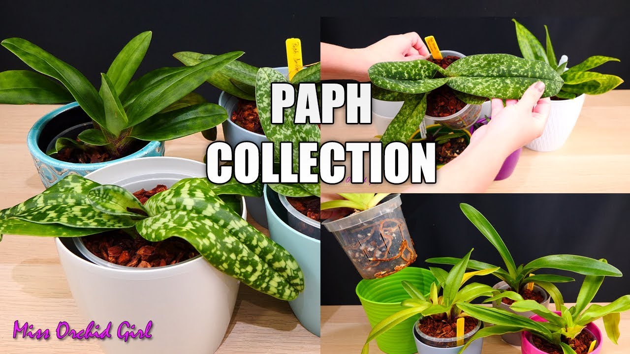 Paphiopedilum Orchid Collection - Updates & how I grow them