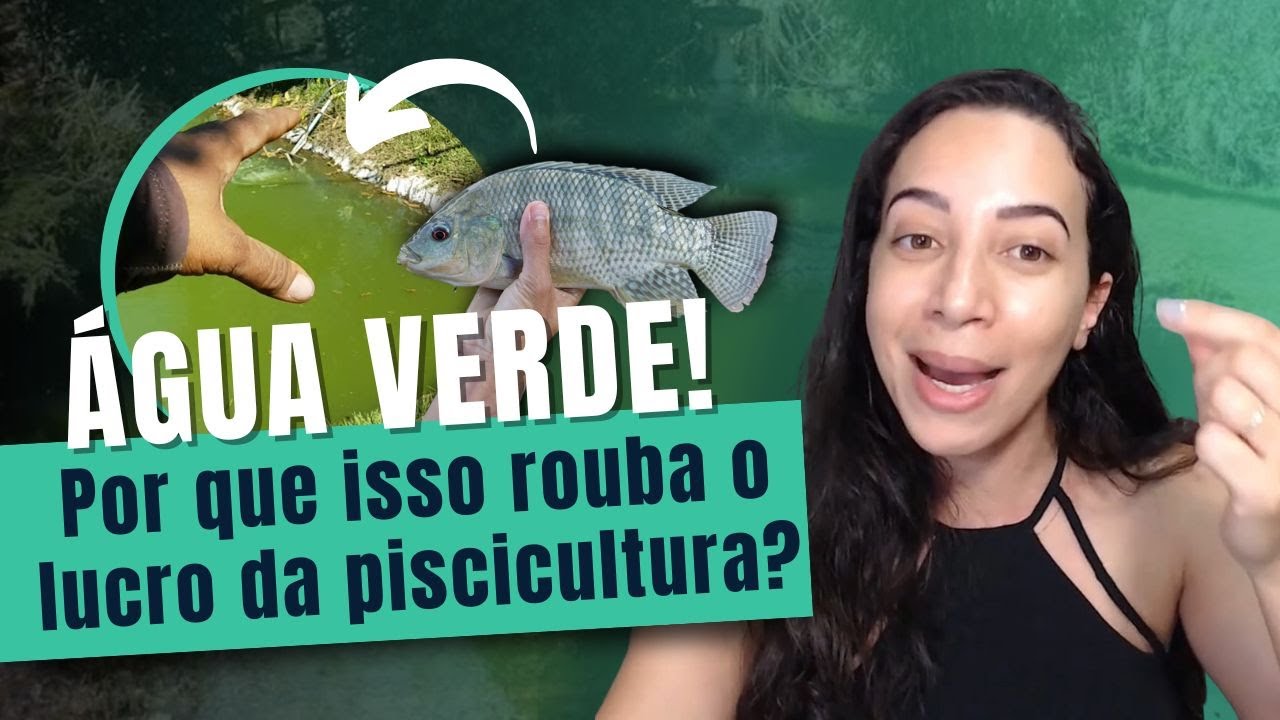 O que fazer quando a água do tanque está muito verde | Atalhos e Obstáculos Episódio #040