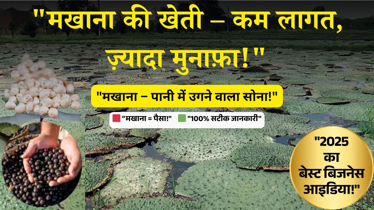 क्या आप जानते हैं बिहार की मशहूर मखाना की खेती से कैसे होती है मोटी कमाई |Business Idea 2025|Startup