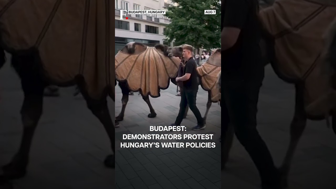 Budapest: Climate Change Activists Hold Protest Featuring Camels | Subscribe to Firstpost | N18G