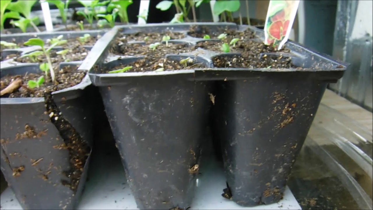 coleus seedlings update, what do coleus seedlings look like