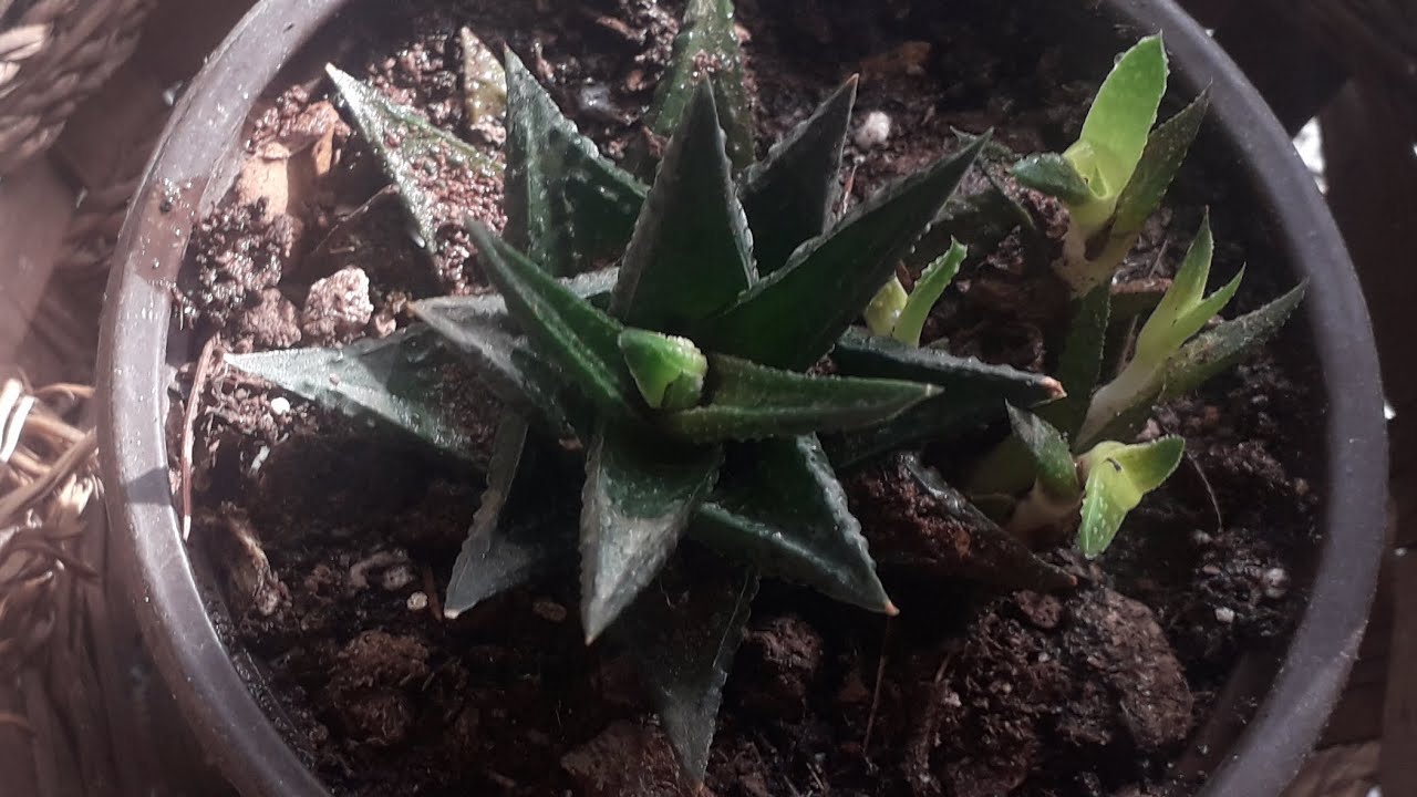 #SUKULENT T&Uuml;R&Uuml;NDEN #HOWARTHİA #SAKSI #DİKİMİ #YOUTUBESHORTS #KEŞFETBENI&Ouml;NE&Ccedil;IKAR #KEŞFET #shortsvideo