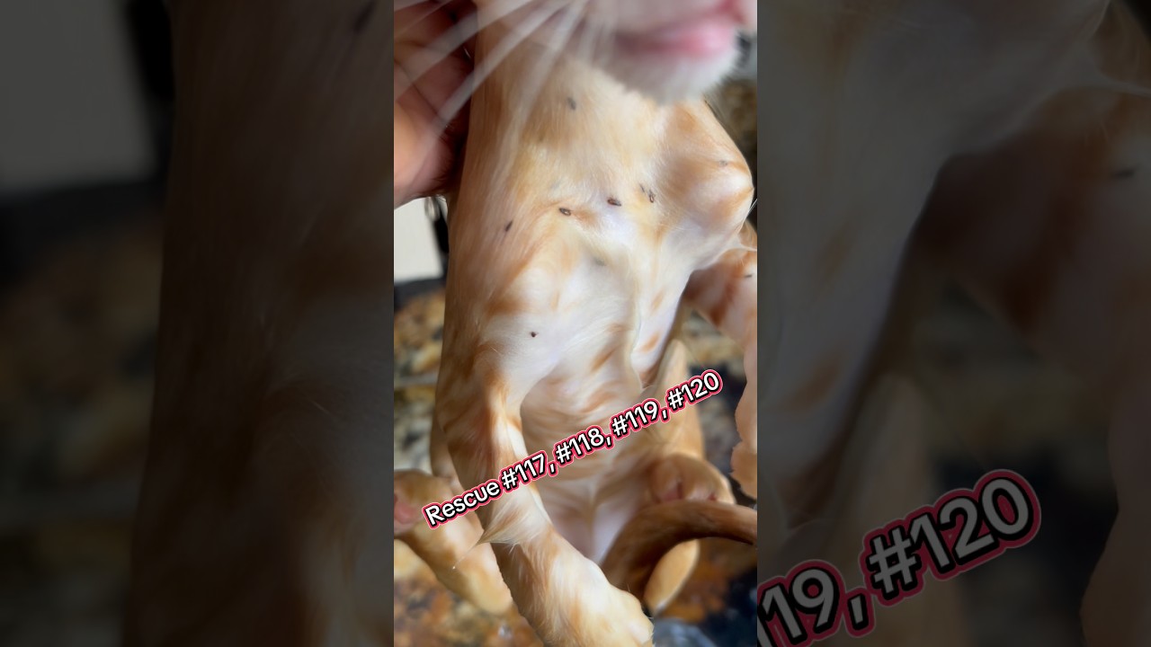 Got fleas on your cats? 😾 Miss Meow’s secret weapon = Blue Dawn bath! It wipes out about 90% !