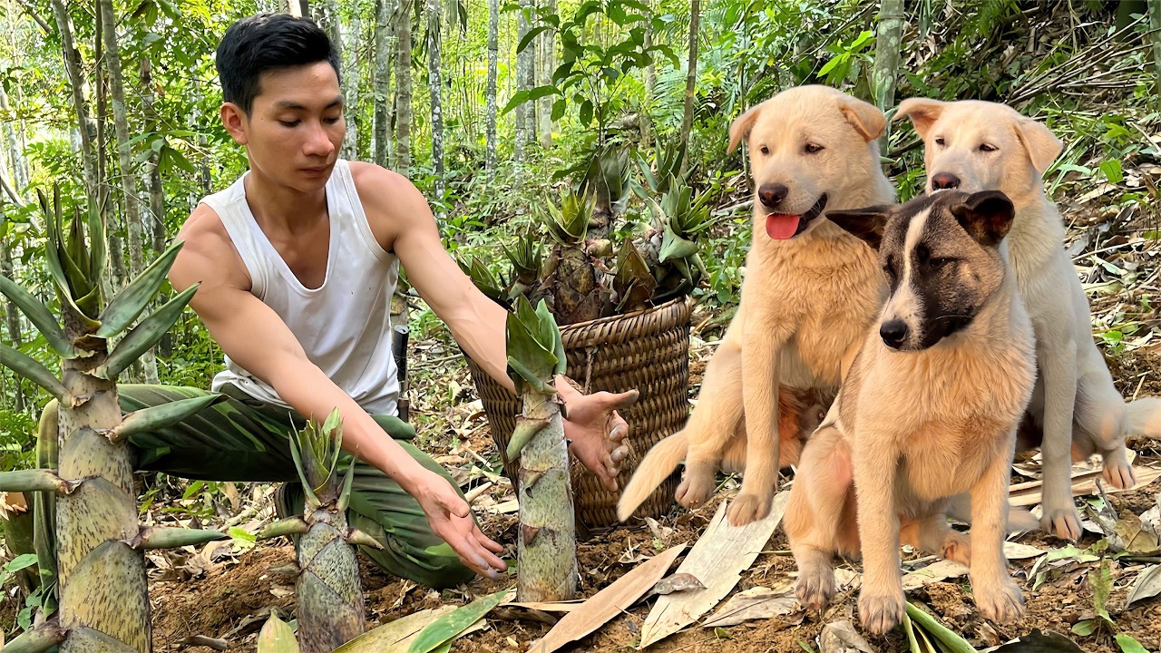 Off-Grid Life With My Dogs | Harvesting Wild Bamboo Shoots in the Forest