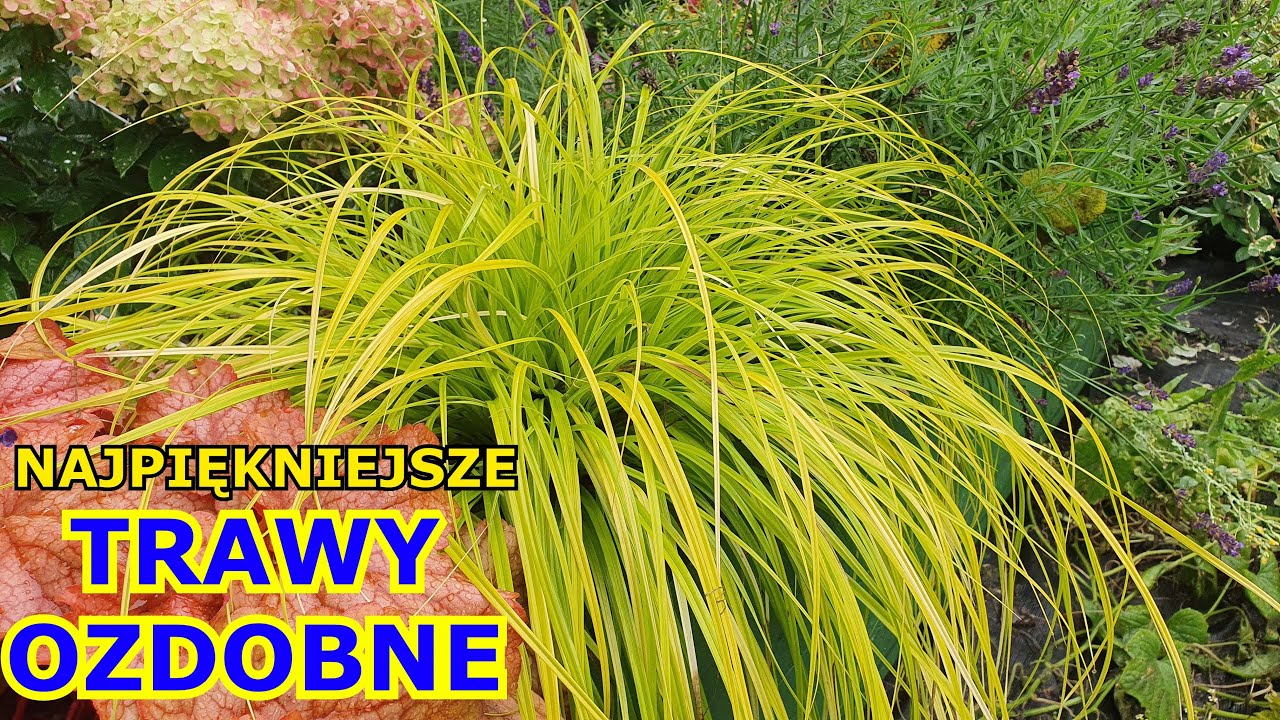 Najpiękniejsze Trawy ozdobne Mrozoodporne