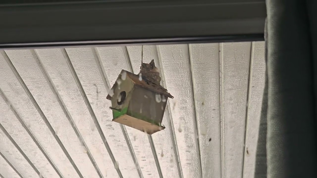 3/5/26 baby hummingbird