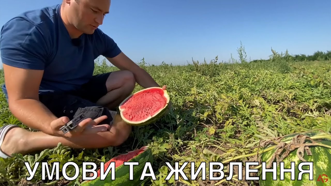 Вирощування раннього кавуна за 15 хвилин