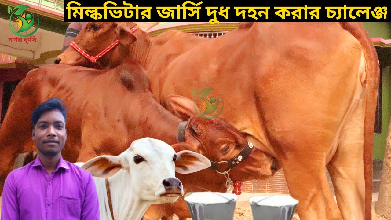 রহমান ভাইয়ের জীবনের সেরা বাঘাবাড়ী মিল্কভিটার জার্সি ! ১৫-১৯লিটারের মধ্যে বাচ্চাসহ দুধের গাভী কিনুন