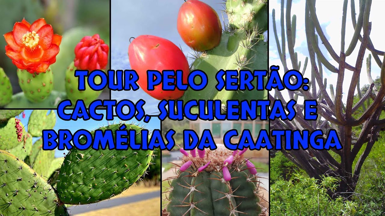 Tour pelo sertão: em busca de cactos, suculentas e bromélias típicas do bioma da caatinga