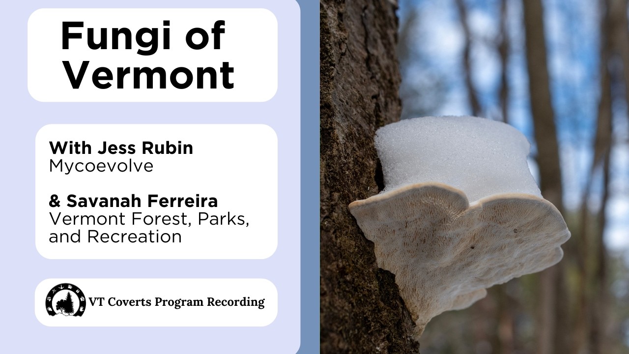 Fungi Of Vermont