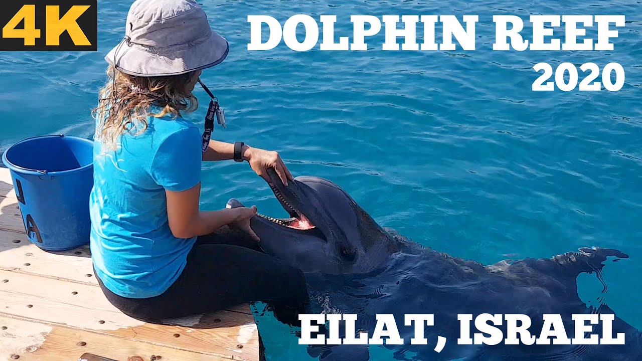 FANTASTIC DOLPHIN REEF 4K- EILAT ISRAEL - GOPRO
