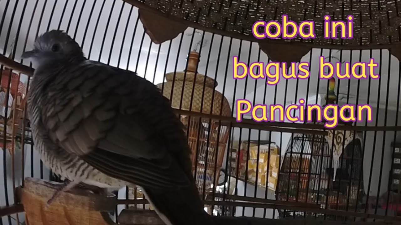 Coba tes suara perkutut ini pasti ampuh untuk pancingan.