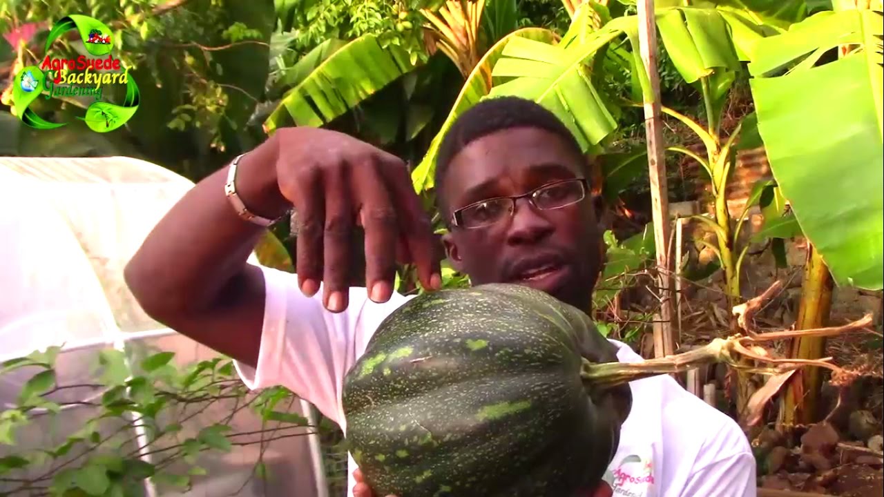 When To Harvest Your Pumpkin || Agrosuede