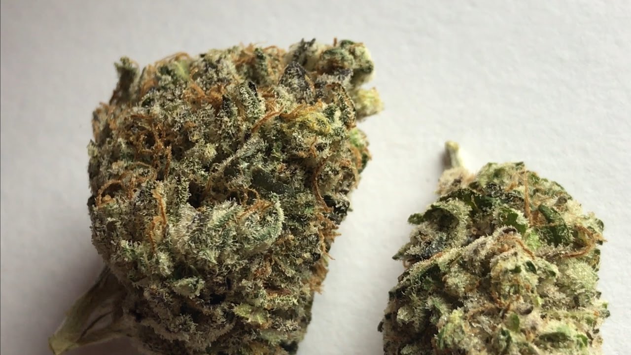 Sour Og Strain review, SFV OG shatter!