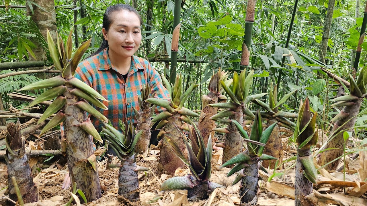 Harvesting bamboo shoots ( bitter bamboo shoots ) at the end of the season on the mountain to sell