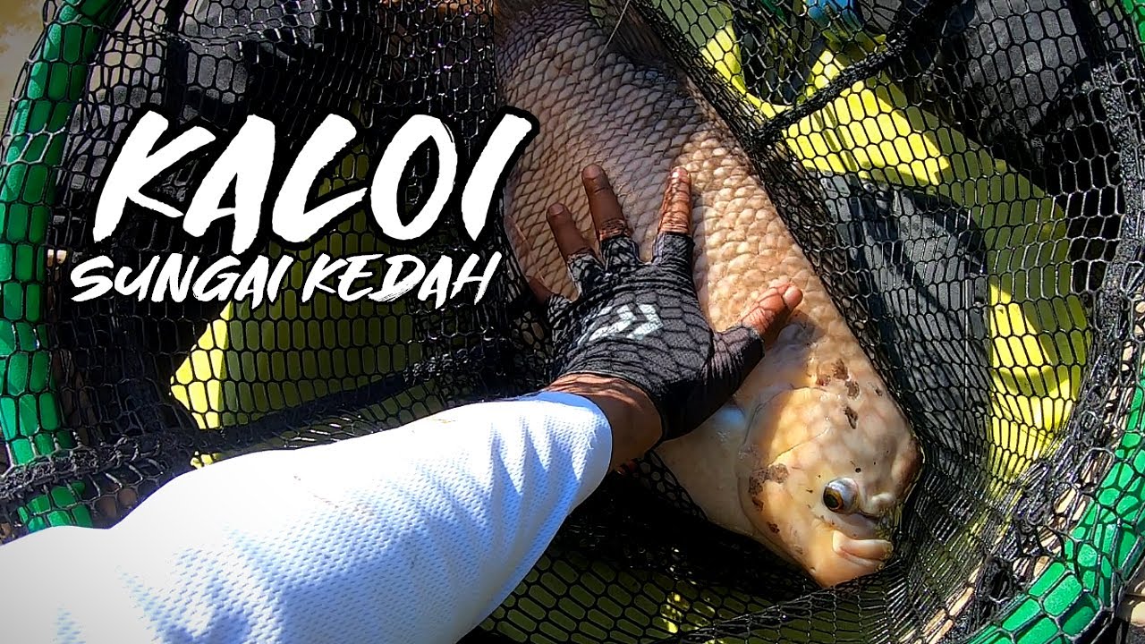 Jelawat & Kaloi Sungai Kedah | Kayak Fishing Malaysia