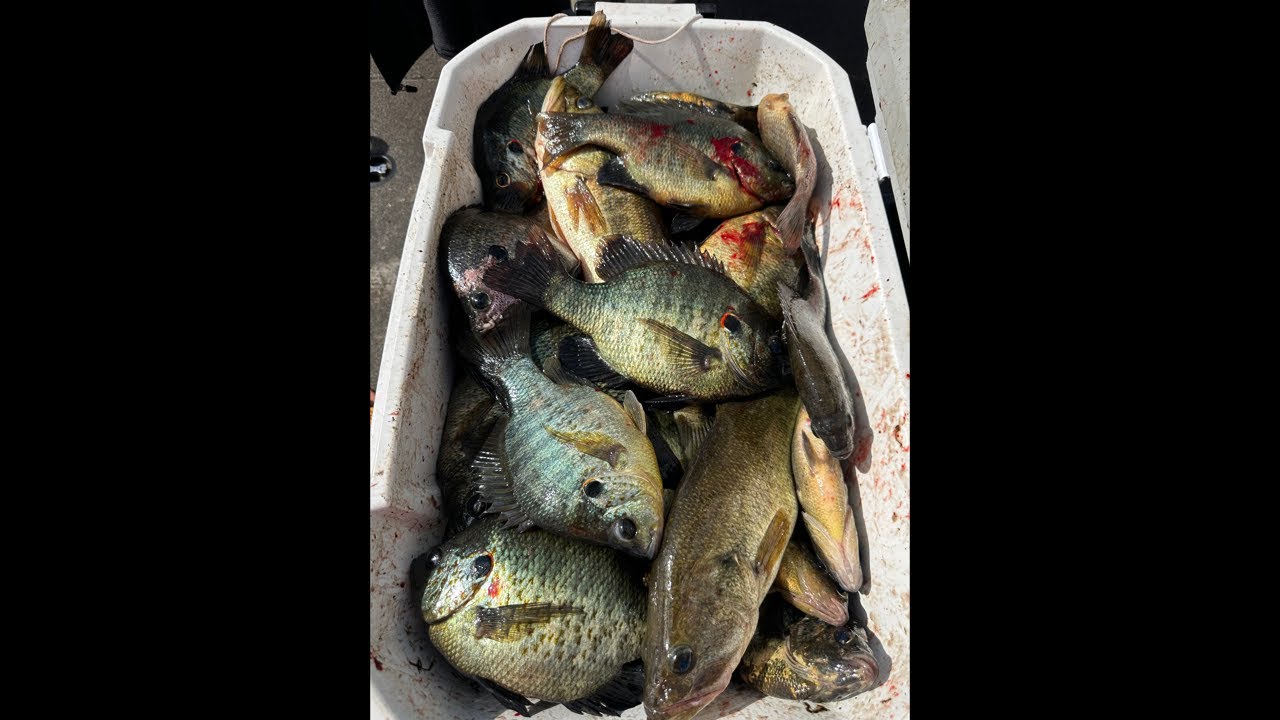 Kissimmee Special is live!