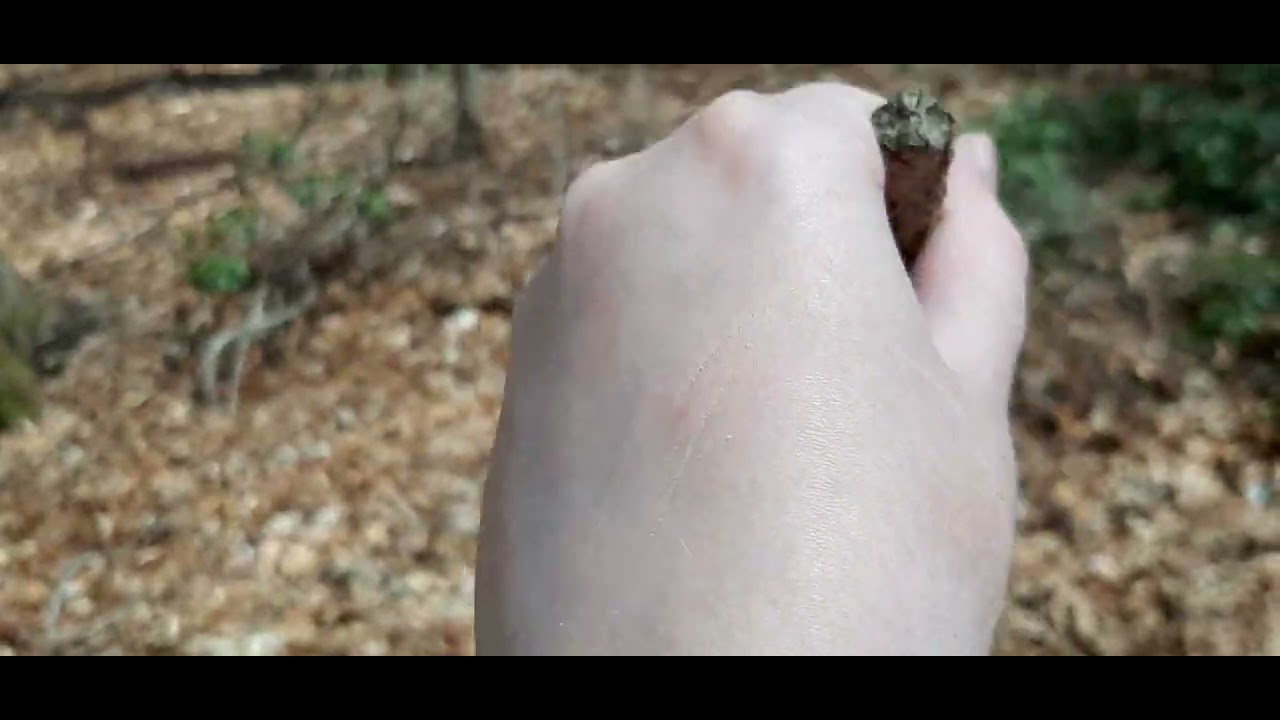 Ki Found a Cool Branch in the Thorns